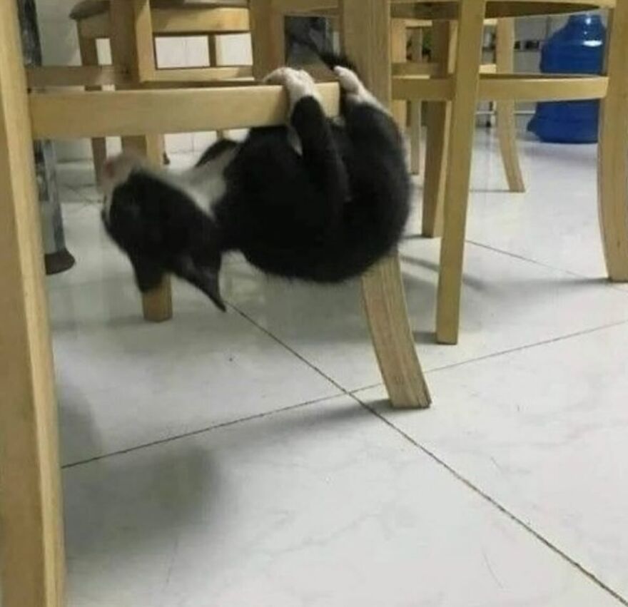 Black and white cat hanging upside down from a wooden chair leg, showing funny and playful cat behavior indoors.