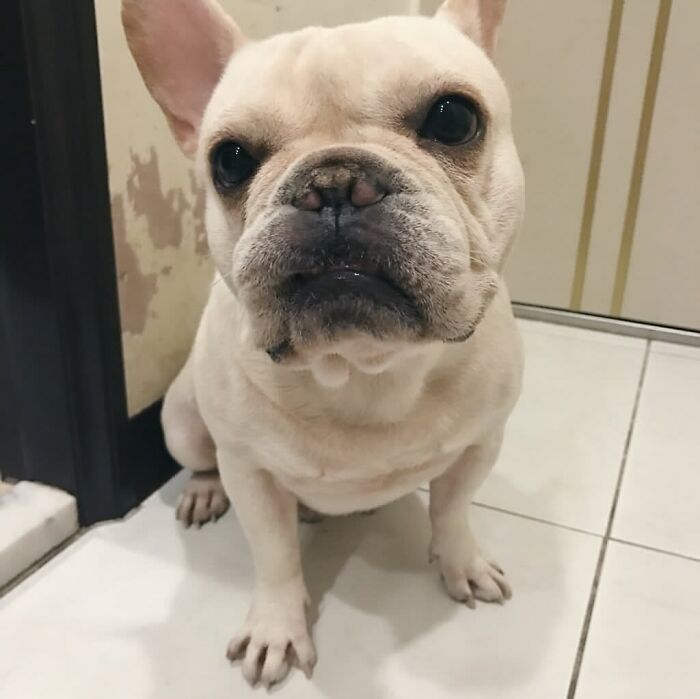 Realistic wool felt pet portrait of a white dog with large ears in a wooden frame, showcasing detailed needle felting art.
