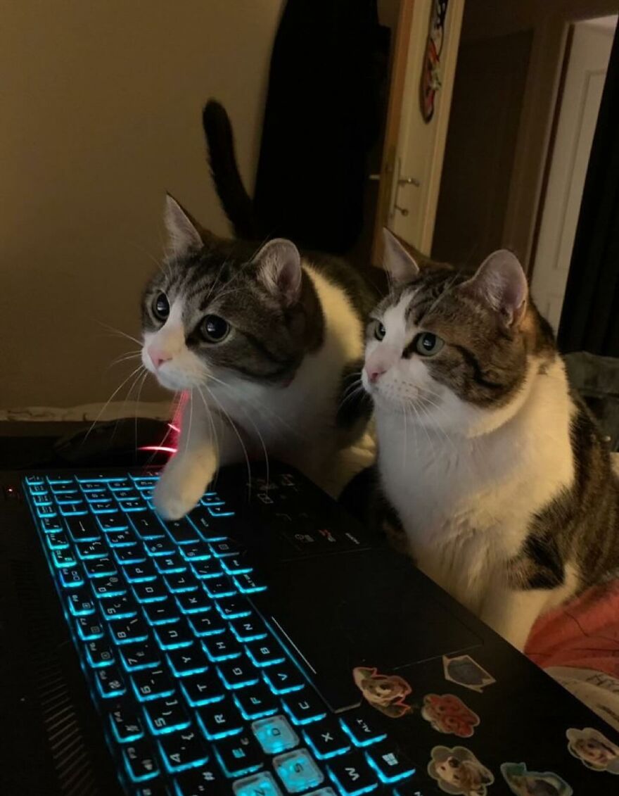 Two curious cats interacting with a glowing keyboard, highlighting adorably funny moments with cats at home.