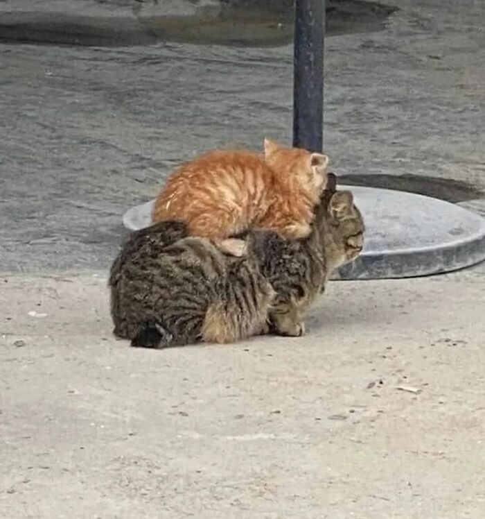 Dos gatos caóticos, uno naranja encima de otro atigrado, mostrando comportamientos típicos de gatos caóticos.