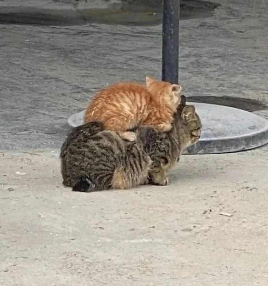 Two cats stacked on top of each other outdoors, showcasing funny and adorable moments with cats.