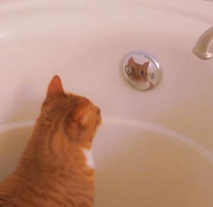 Orange cat amusingly staring at its reflection in a bathtub drain, capturing adorably funny moments with cats.
