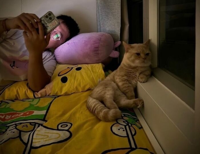 50 Chaotic Cats Being Cats And Nothing Else