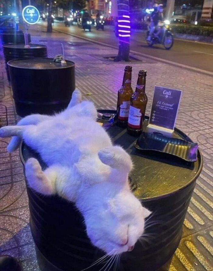 Gato blanco caótico descansando sobre un barril en la calle, mostrando comportamiento relajado y típico de gatos.