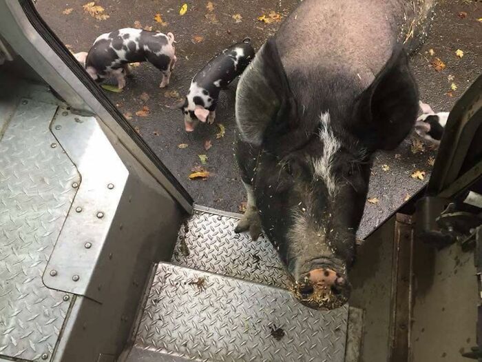 Black and white pig with piglets meeting a UPS driver at the truck steps on a leafy ground outdoors.
