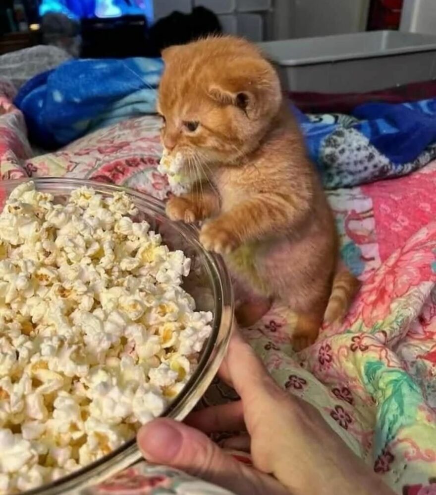 Orange kitten playfully grabbing popcorn from a glass bowl, showing adorable and funny cat behavior on a colorful blanket.