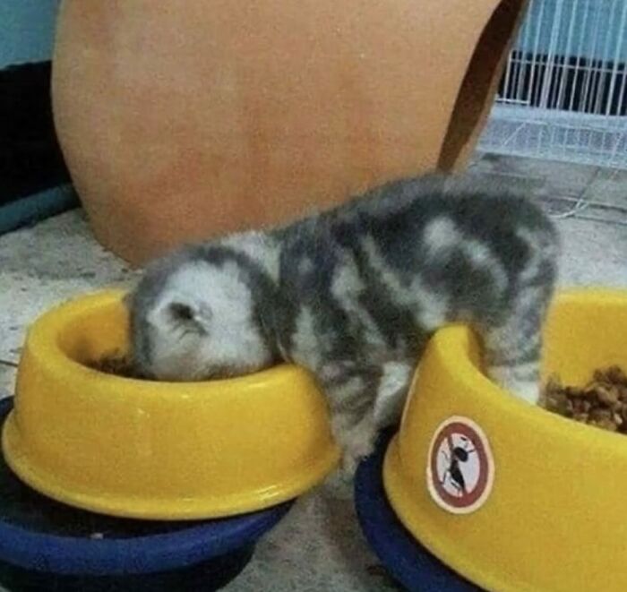 Gato caótico con la cabeza dentro del plato amarillo comiendo, mostrando comportamiento típico de gatos caóticos.