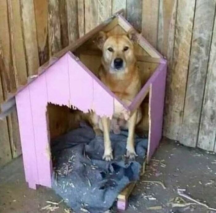 Dog sitting inside a worn pink dog house with torn edges, surrounded by wooden walls and a rumpled blanket.