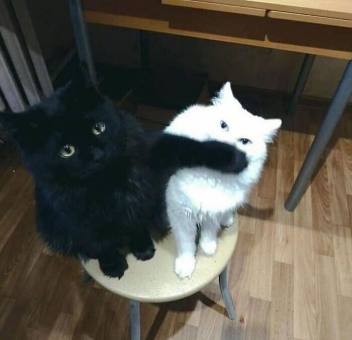 Dos gatos caóticos, uno negro y otro blanco, interactuando en un taburete en un ambiente hogareño.