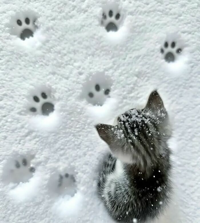 Gatito en la nieve con huellas caóticas de gatos alrededor mostrando comportamiento típico felino.
