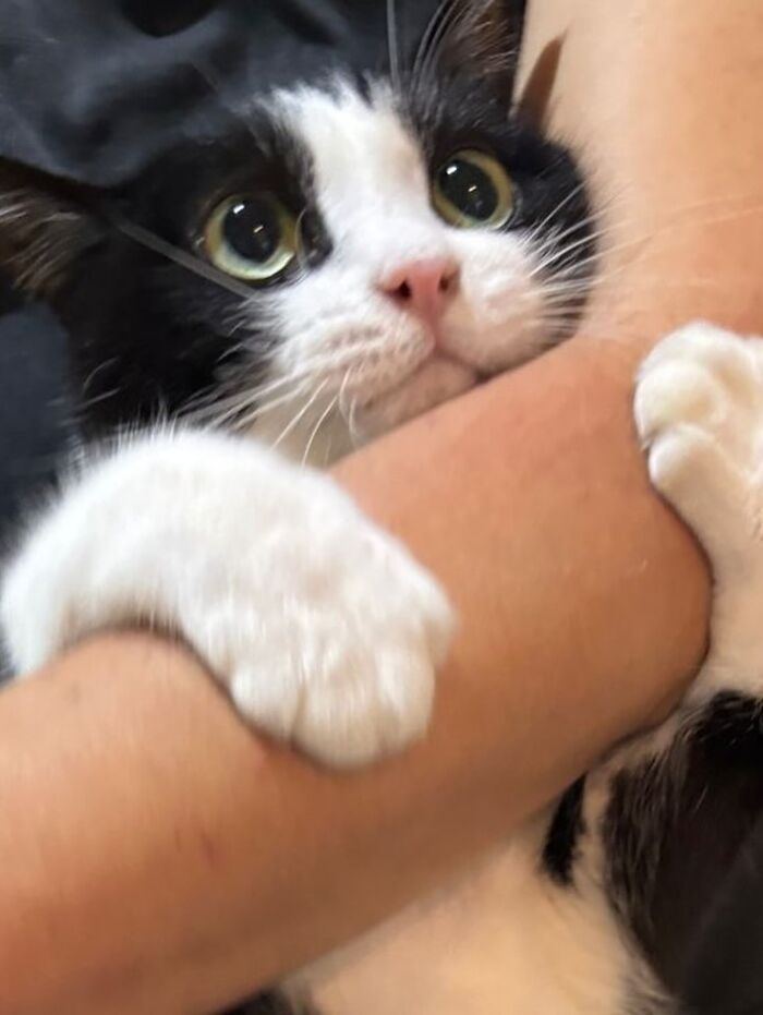 Cartoon of a viral cat moment showing a wide-eyed black and white cat hanging onto an orange chair.
