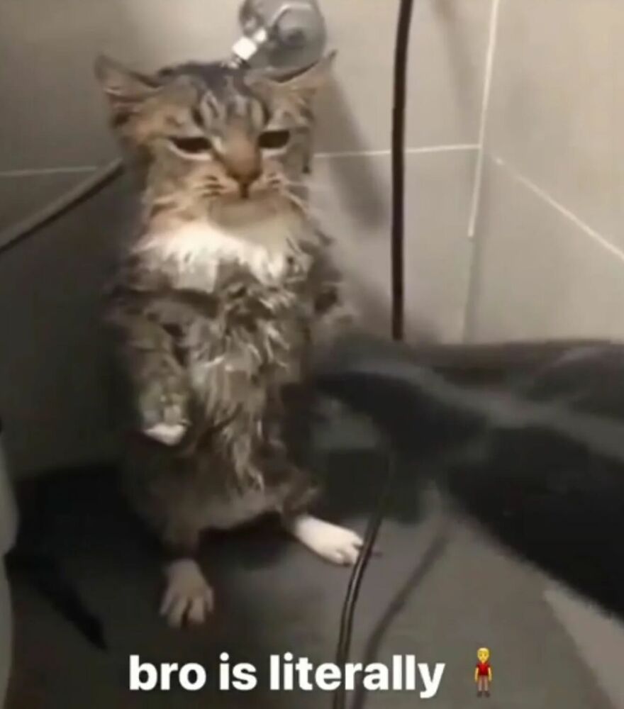 Wet cat standing on hind legs in a funny pose, showing why life is never boring with cats in humorous moments.