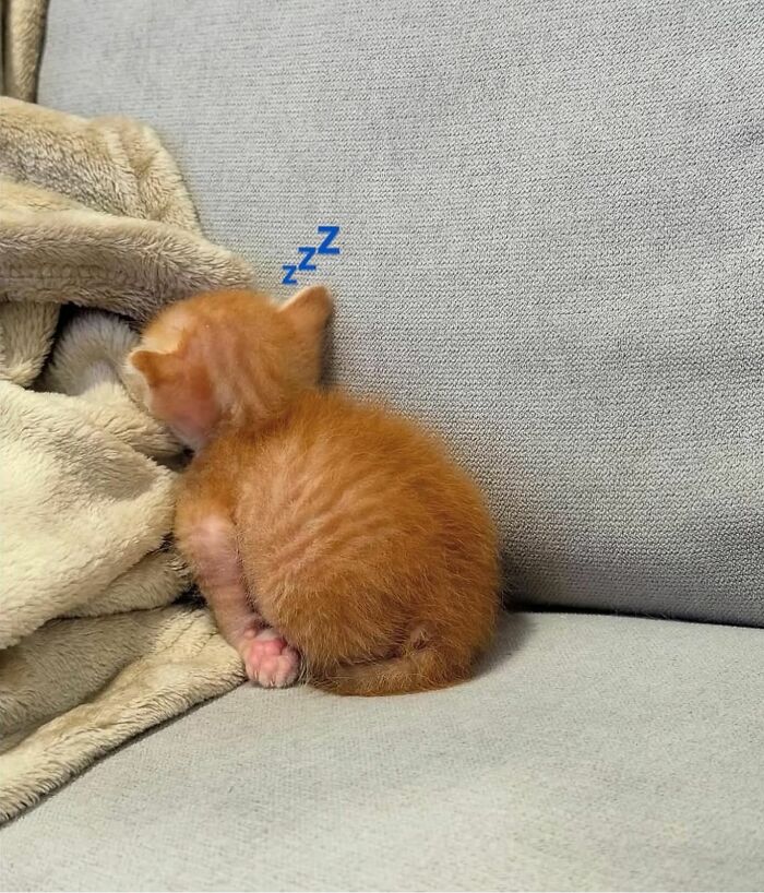 Gatito anaranjado pequeño durmiendo plácidamente sobre sofá gris junto a una manta suave mostrando comportamiento típico de gatos.