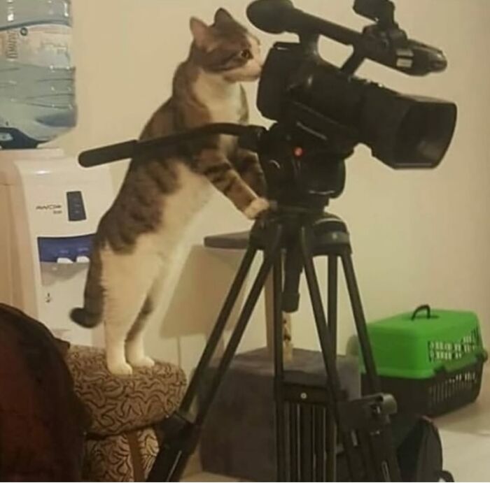 50 Chaotic Cats Being Cats And Nothing Else