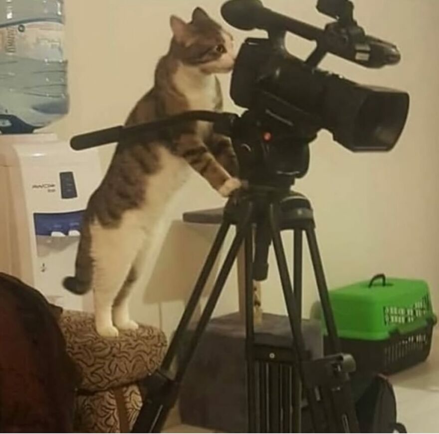 Cat standing on furniture operating a video camera, showcasing funny cat moments that prove life is never boring with cats.