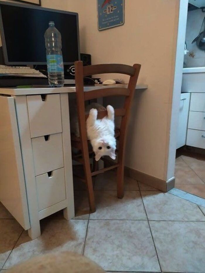 Illustration of a white cat hanging upside down on a wooden chair, representing viral cat moments in funny art.
