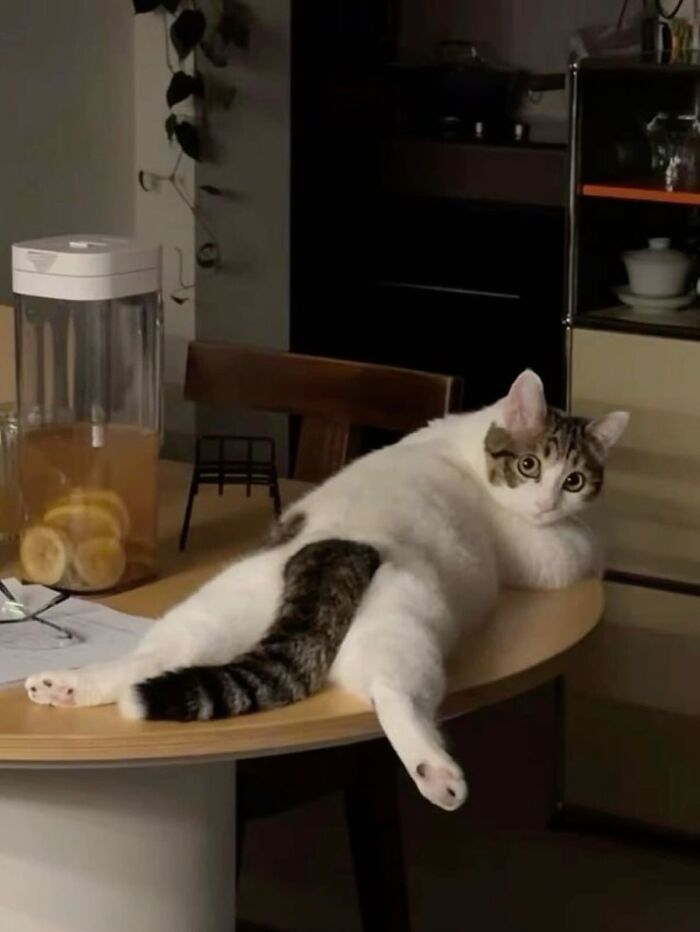 Funny art of a viral cat moment showing a chubby cat lounging on a wooden table next to juice and glasses.