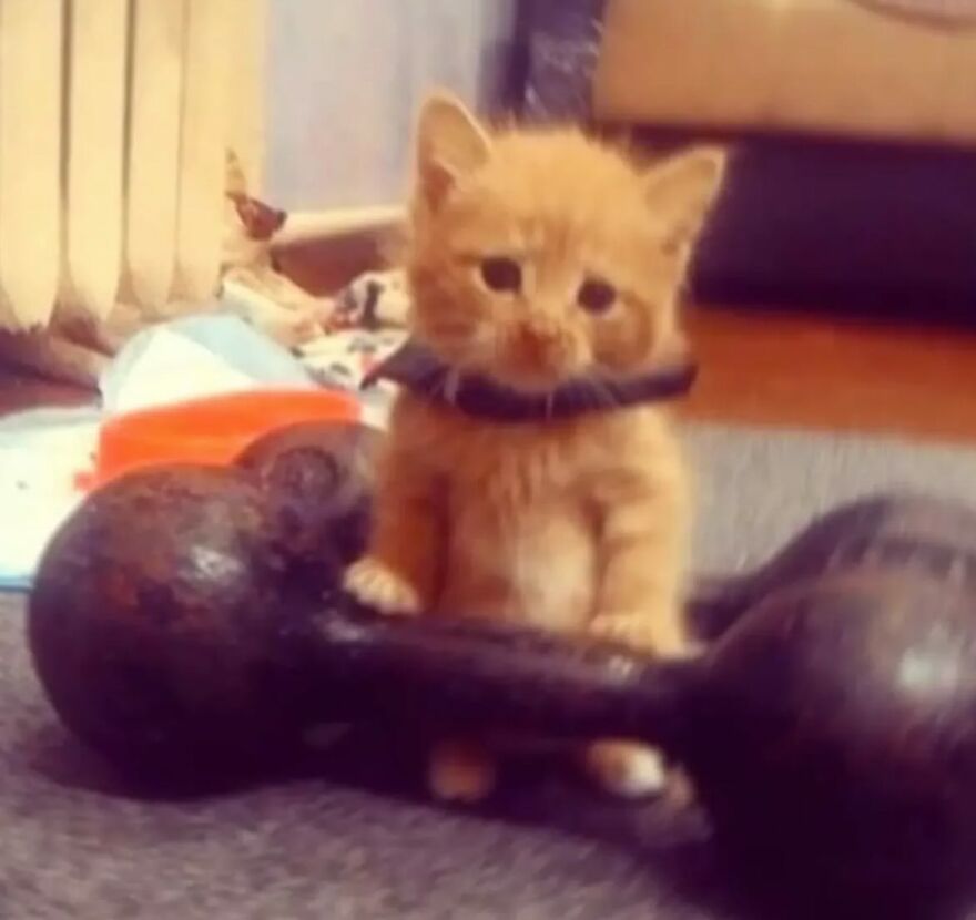 Adorable orange kitten sitting behind a large black dumbbell, showing funny cat behavior indoors on carpet.