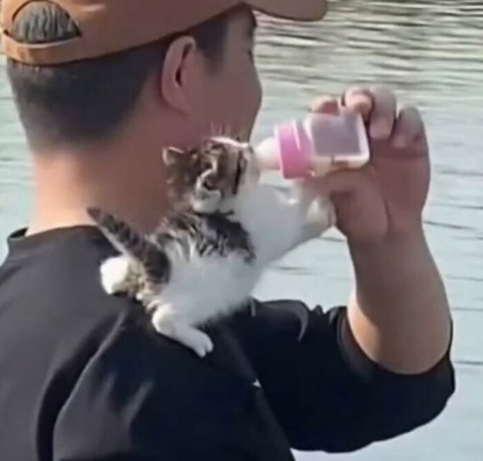 Gato caótico bebé siendo alimentado con biberón sobre el hombro de un hombre junto al agua en escena adorable.