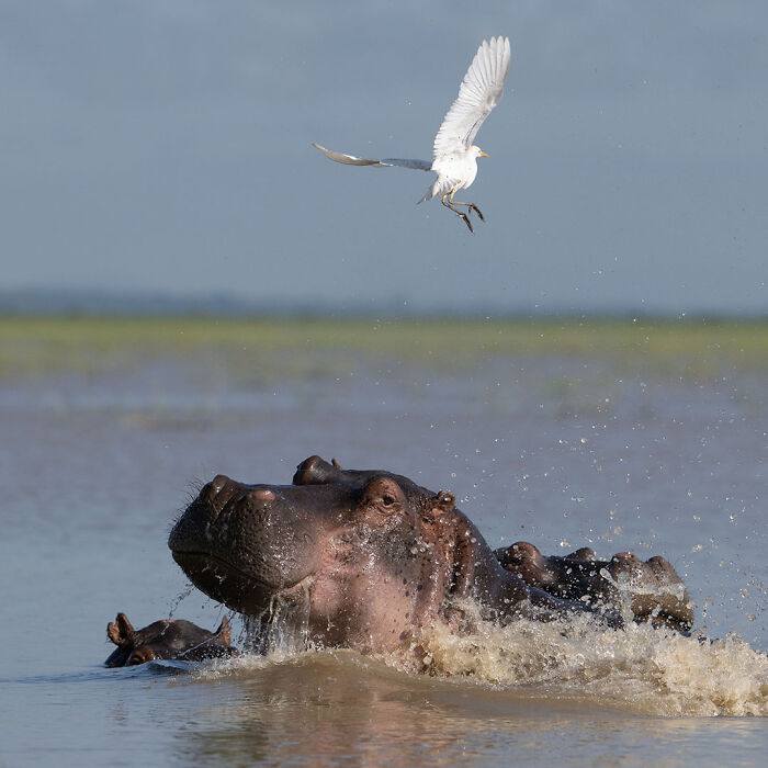 Hippo partially submerged in water with a white bird flying above in breathtaking wildlife photos of nature.
