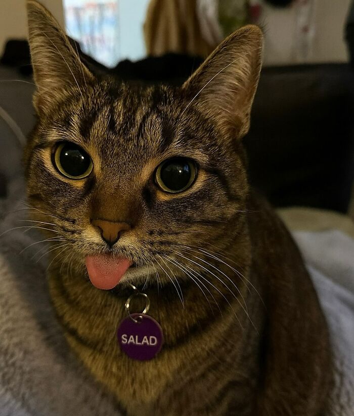 Gato caótico mostrando su lengua, con collar y etiqueta morada, en primer plano con fondo desenfocado.