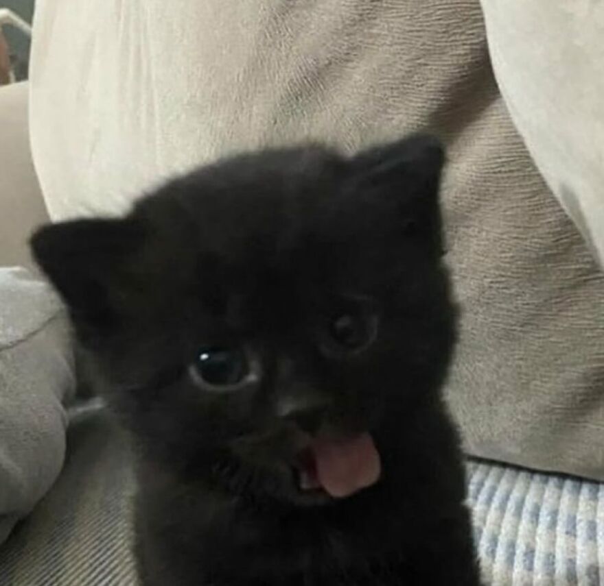 Black kitten with tongue out sitting on a couch, showing one of many adorably funny cat moments at home.