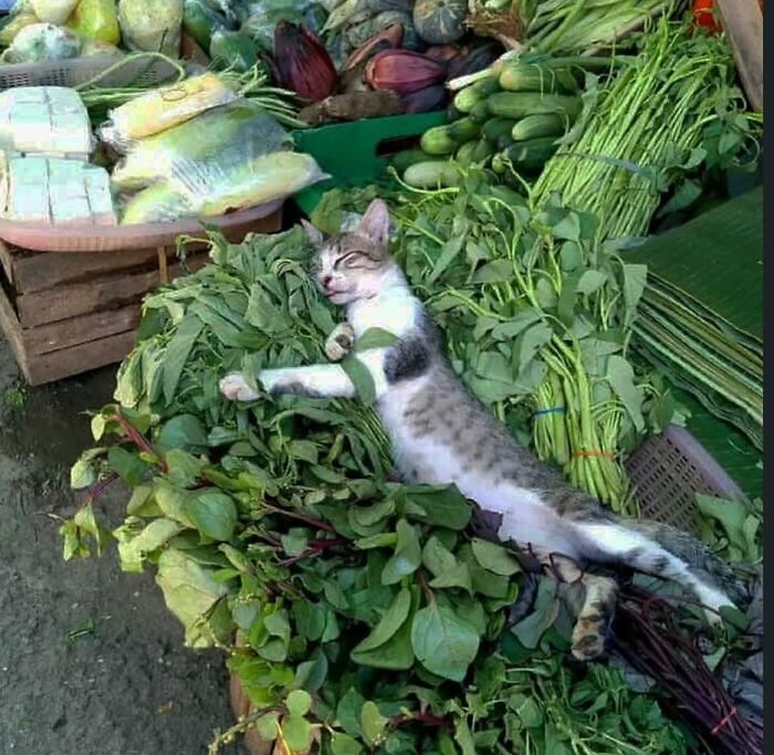 Gato caótico acostado sobre verduras frescas en un mercado, disfrutando de su vida felina de forma relajada.