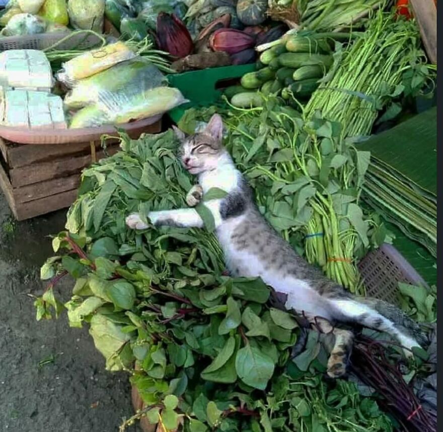 A cat stretched out and sleeping comfortably on a bed of fresh leafy greens at a market stall.