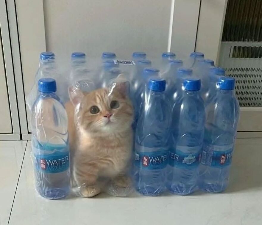 Orange cat sitting inside a pack of bottled water, showing funny and adorable moments with cats at home.