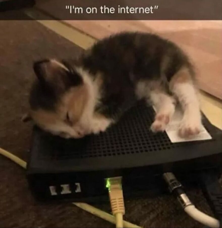 Calico kitten sleeping on a black internet router, illustrating funny and adorable cat behavior at home.