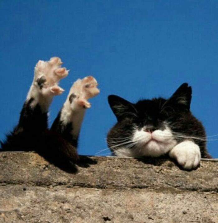 Gato caótico negro y blanco con patas levantadas sobre muro bajo un cielo claro y azul en un momento divertido.