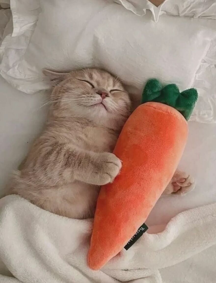 Sleeping cat cuddling a large plush carrot toy on a bed, showcasing funny and adorable cat moments.