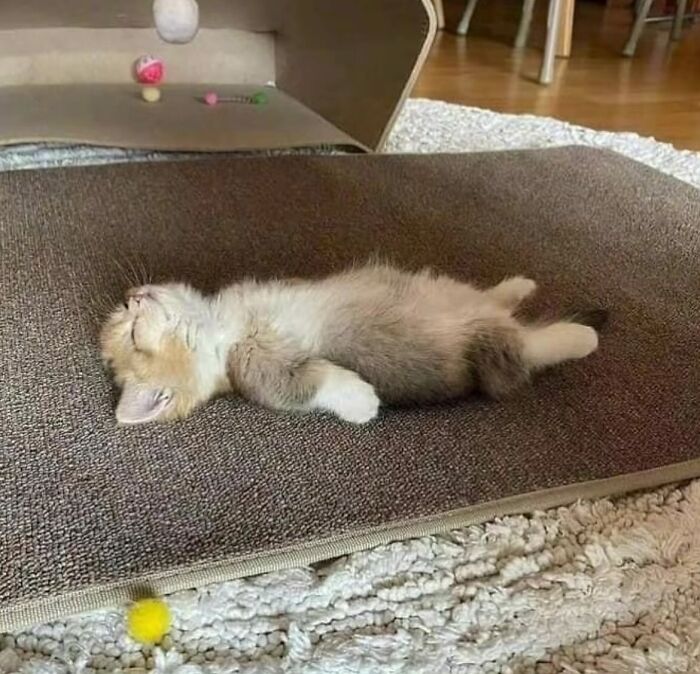 50 Chaotic Cats Being Cats And Nothing Else
