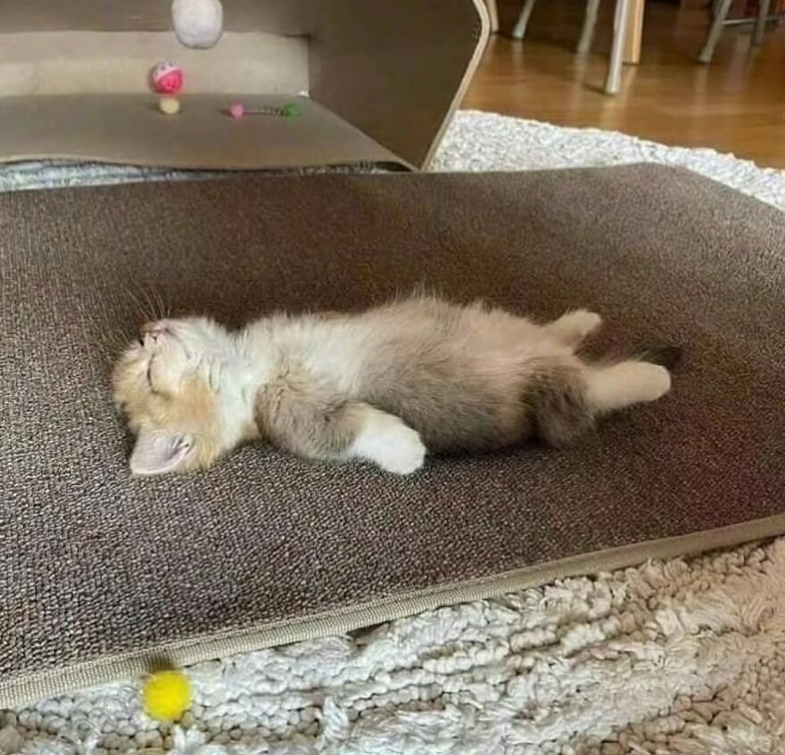 Sleeping kitten lying on a textured mat with cat toys nearby, showcasing adorably funny cat moments.