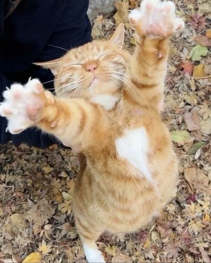 Gato naranja caótico con mancha blanca en el pecho estirando sus patas sobre hojas secas en el suelo exterior.