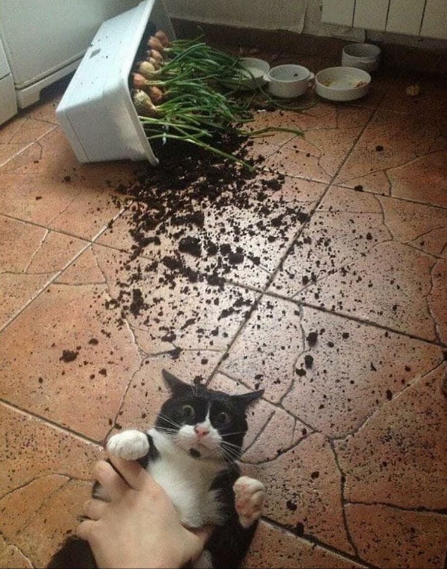 Black and white cat looking surprised on a tiled floor next to a spilled plant and scattered soil, showing funny cat moments.