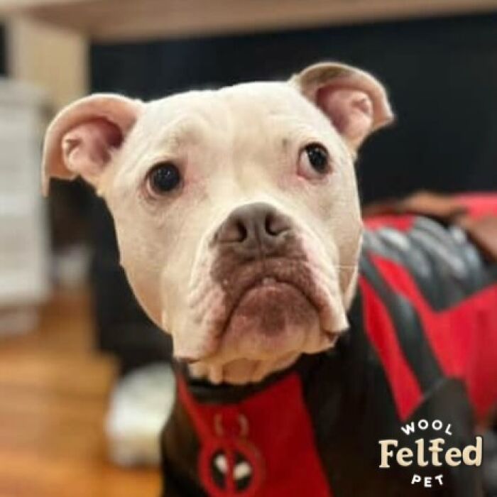 Realistic wool felt pet portrait of a white dog wearing a red and black outfit displayed in a wooden frame.