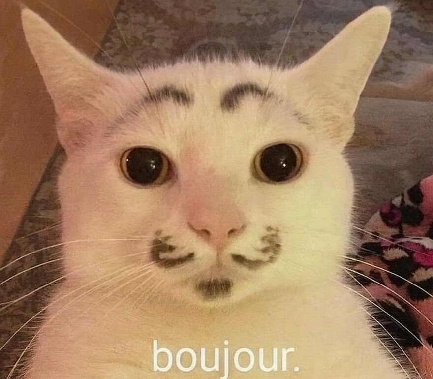 White cat with funny natural markings resembling eyebrows and a mustache, showcasing adorable and funny cat life moments.