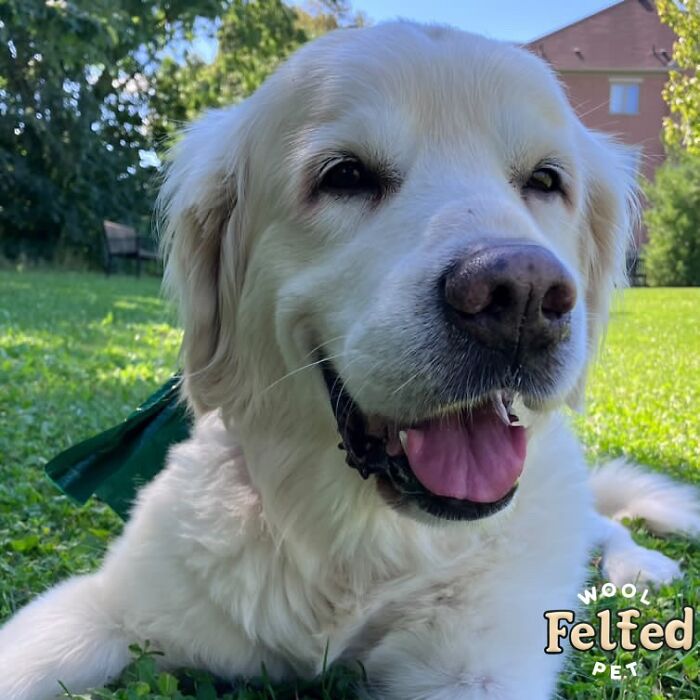 Framed wool felt pet portrait of a white dog with a happy expression, showcasing realistic wool felt pet artistry.