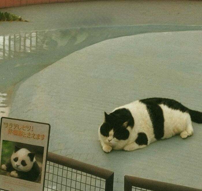 Gato caótico blanco y negro descansando cerca de una piscina en un ambiente tranquilo con señal informativa.