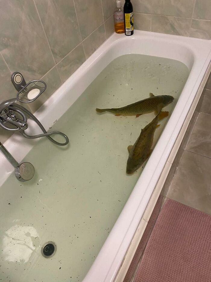 Bathtub filled with water and two fish inside, a quirky scene many people raised in Eastern Europe can relate to.
