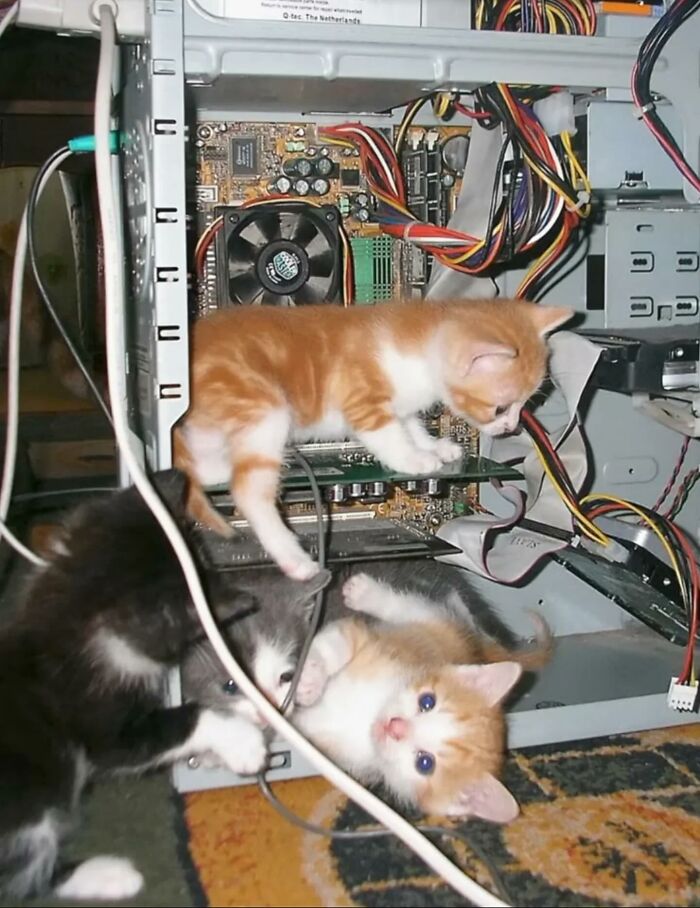 50 Chaotic Cats Being Cats And Nothing Else