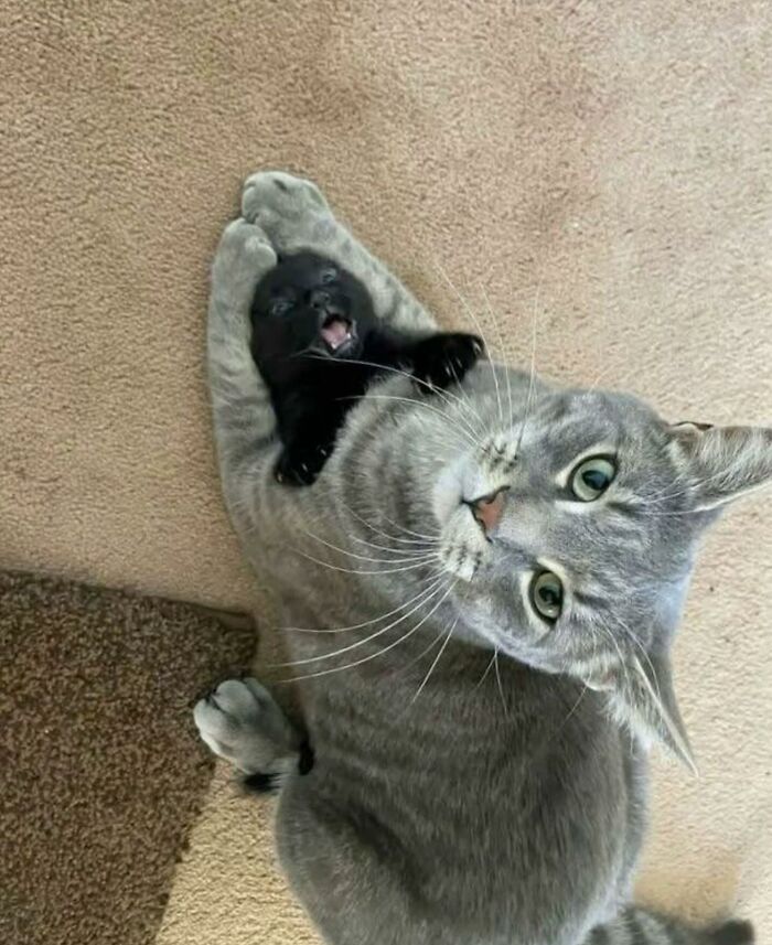 Gato gris abrazando a un gato negro pequeño, mostrando comportamiento caótico y natural de gatos en el hogar.
