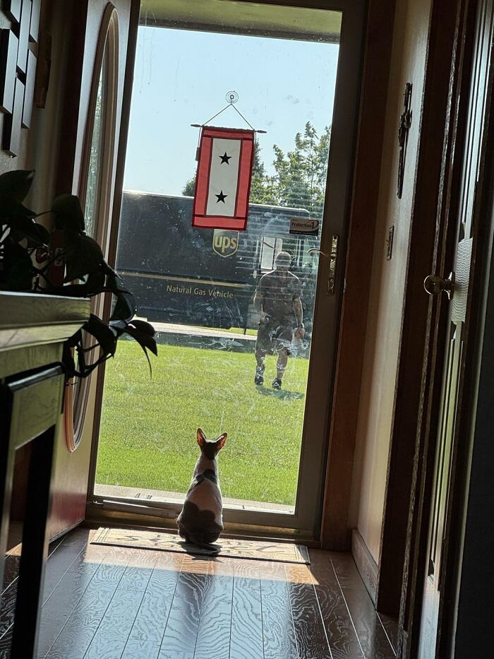 Cat sitting by front door watching UPS driver outside near delivery truck on a sunny day meeting adorable pets.