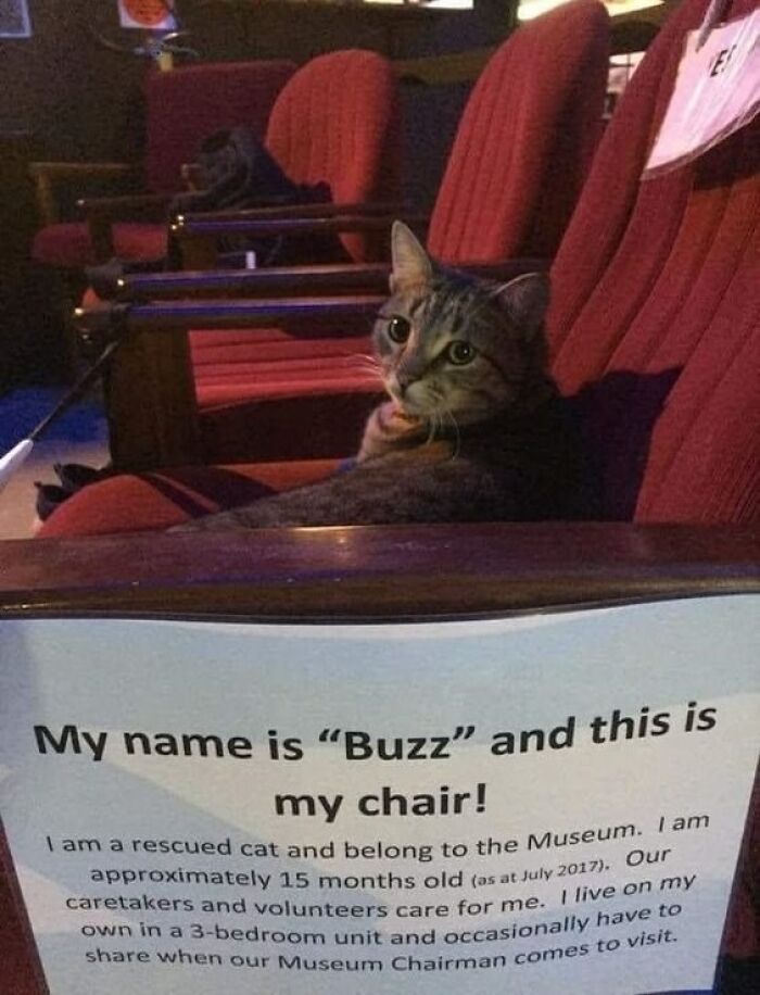 Tabby cat named Buzz sitting on a chair in a museum, showcasing adorable cats that need a raise for their top-tier work.