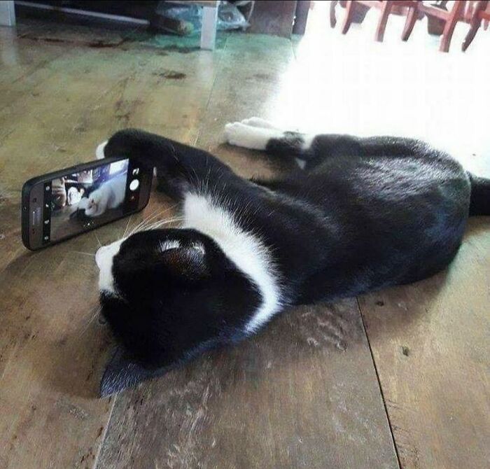 Gato caótico tomando selfie con un teléfono móvil mientras está acostado sobre un piso de madera.