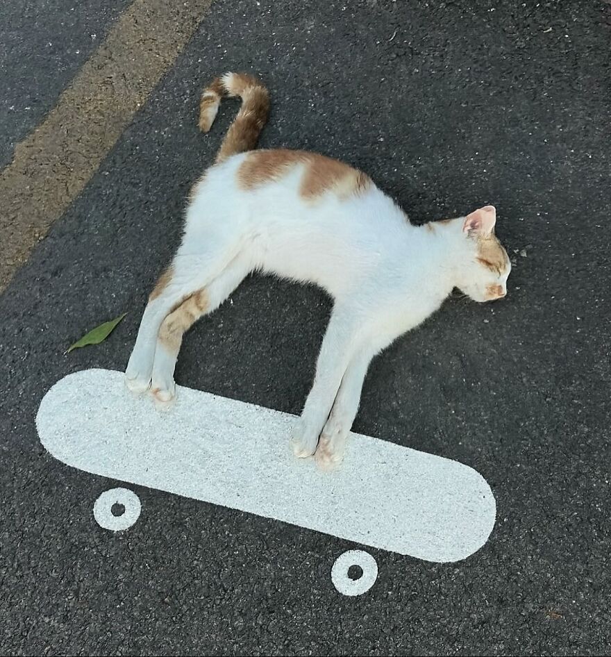 Cat lying on street painted skateboard, creating a funny and adorable scene that proves life is never boring with cats.