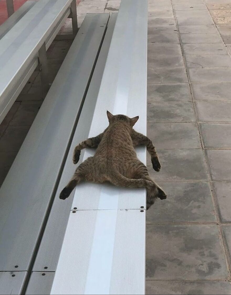 Tabby cat lying flat on a bench with legs spread, showcasing funny and adorable cat behavior.