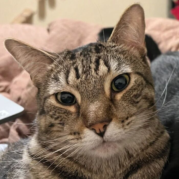 Framed wool felt pet portrait of a realistic tabby cat on a red background, displayed on a wooden table.
