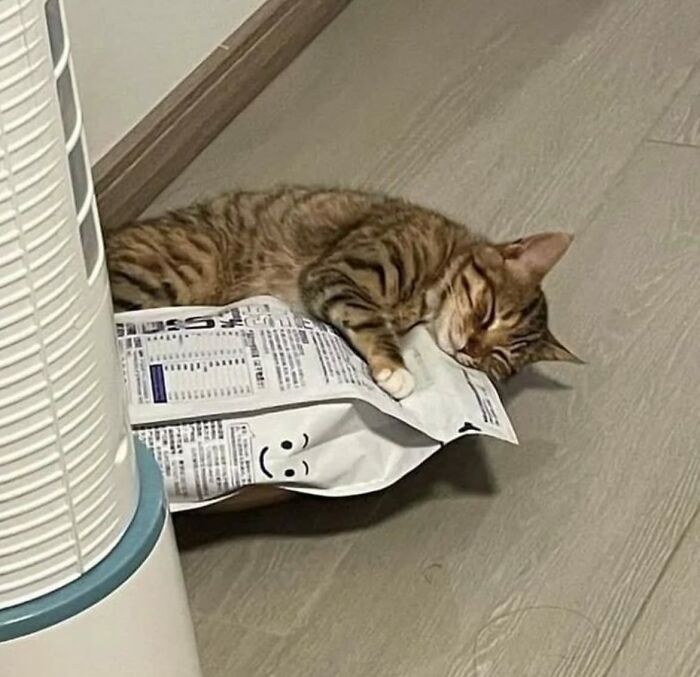 50 Chaotic Cats Being Cats And Nothing Else